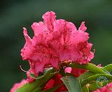 Rhododendron 9M14D-02